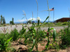corn wildflower 3