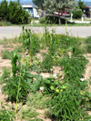 corn wildflower 3