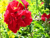 cabot rose