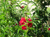 cabot rose