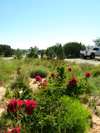 English Cabot Roses