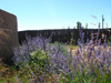 purple flowers entrance