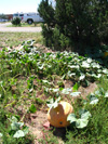 pumpkin walking trail