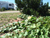 pumpkin walking trail