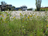 yellow flowers